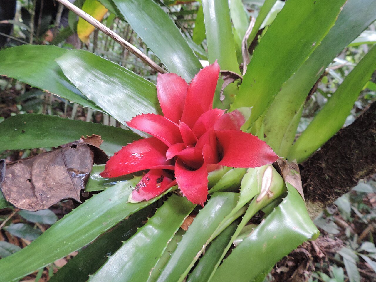 Canistropsis marceloi