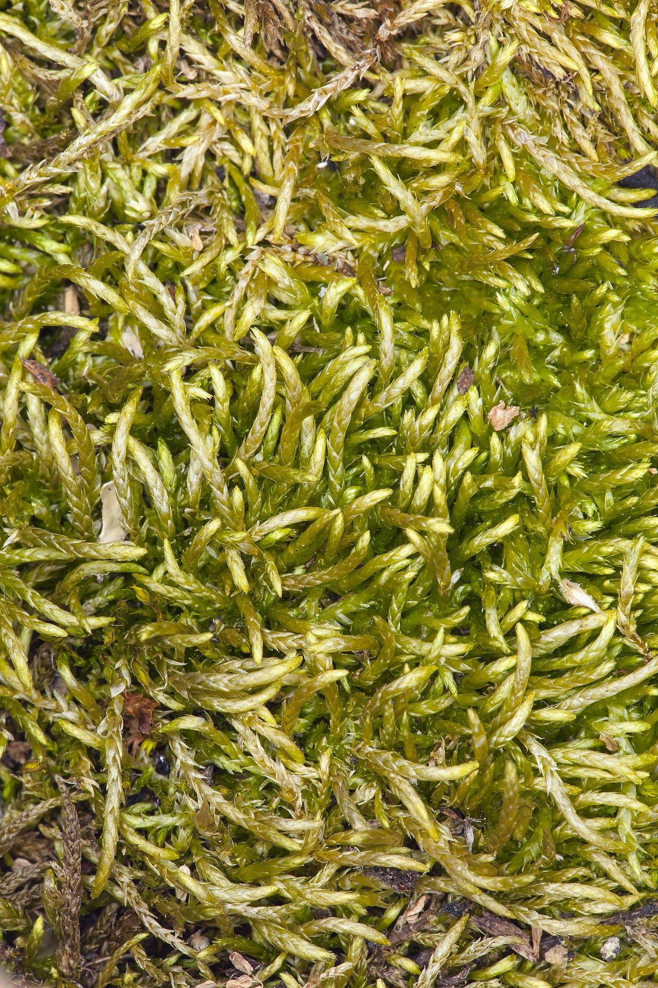 Scleropodium julaceum