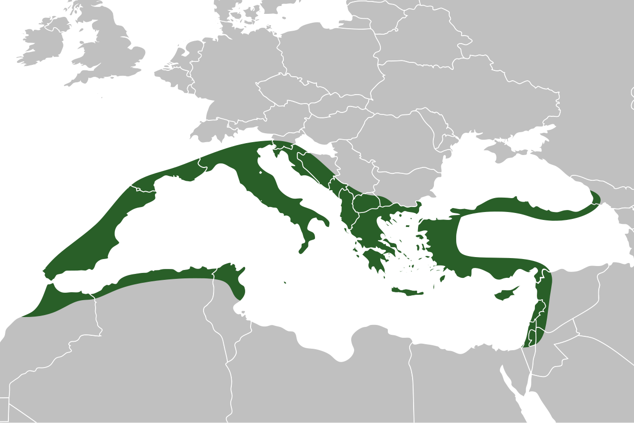 Arisarum vulgare
