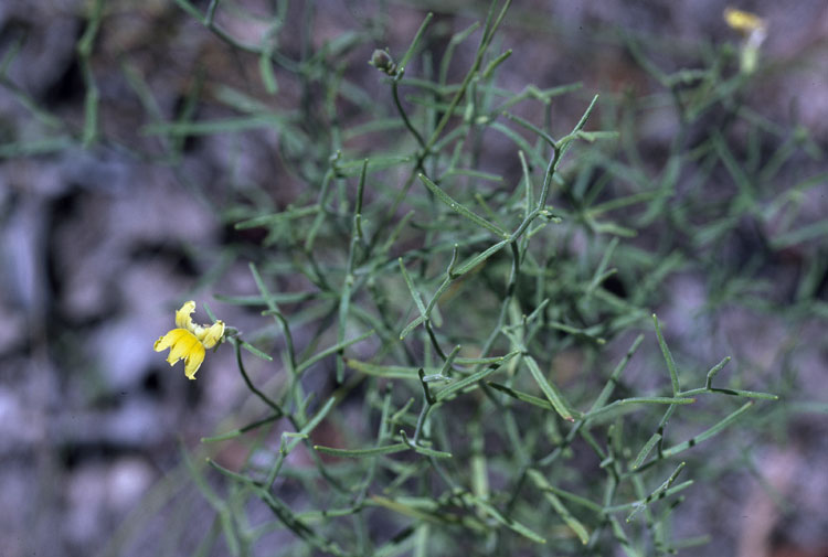 Goodenia cirrifica