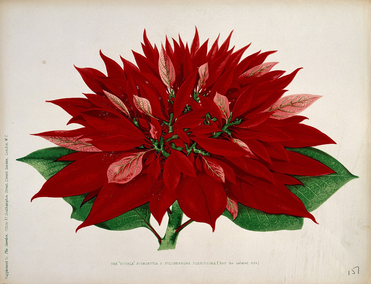 Euphorbia pulcherrima