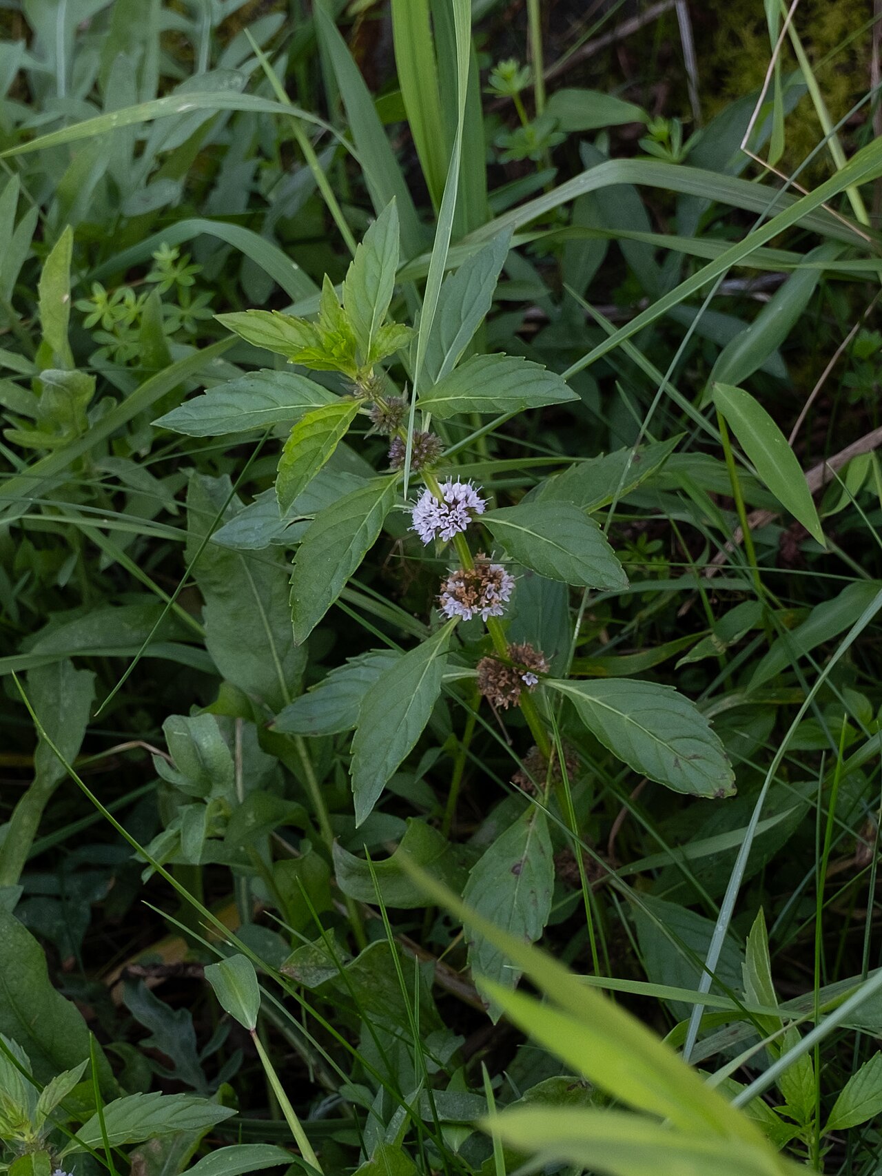 Mentha canadensis