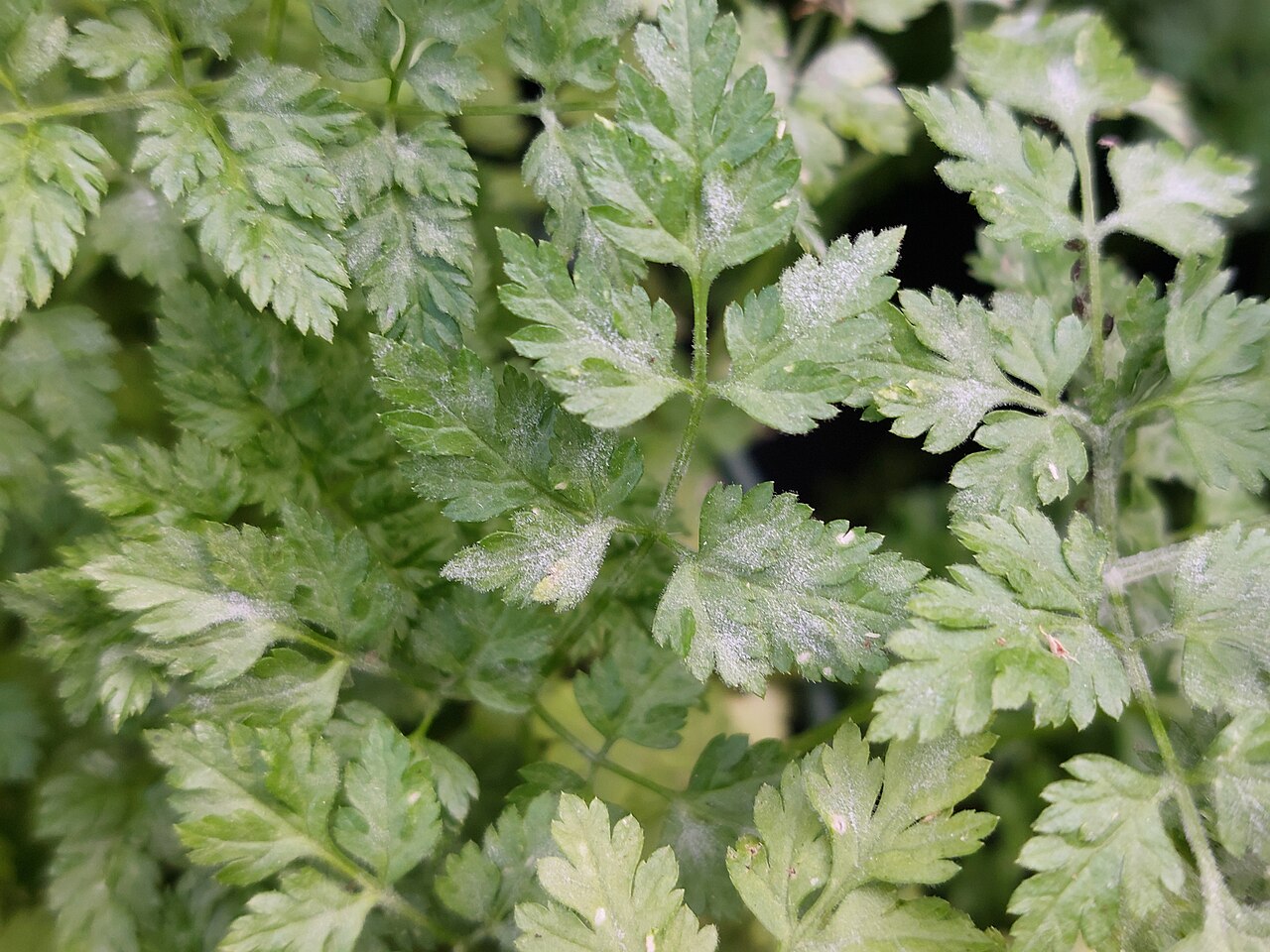 Anthriscus cerefolium