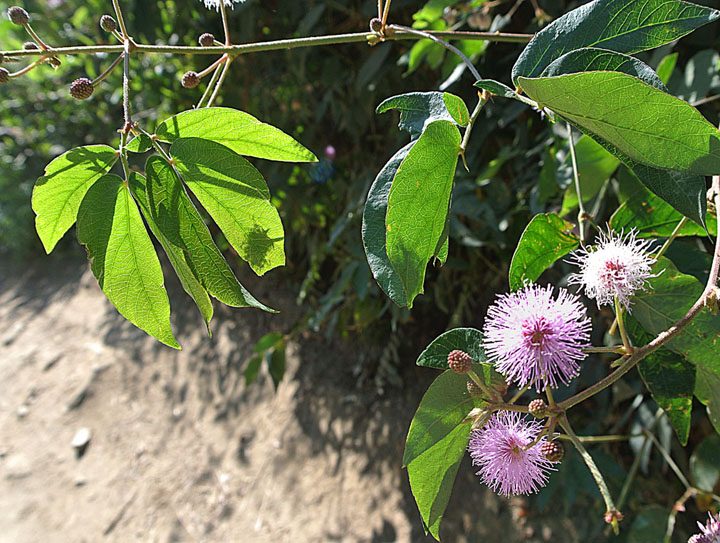 Mimosa albida