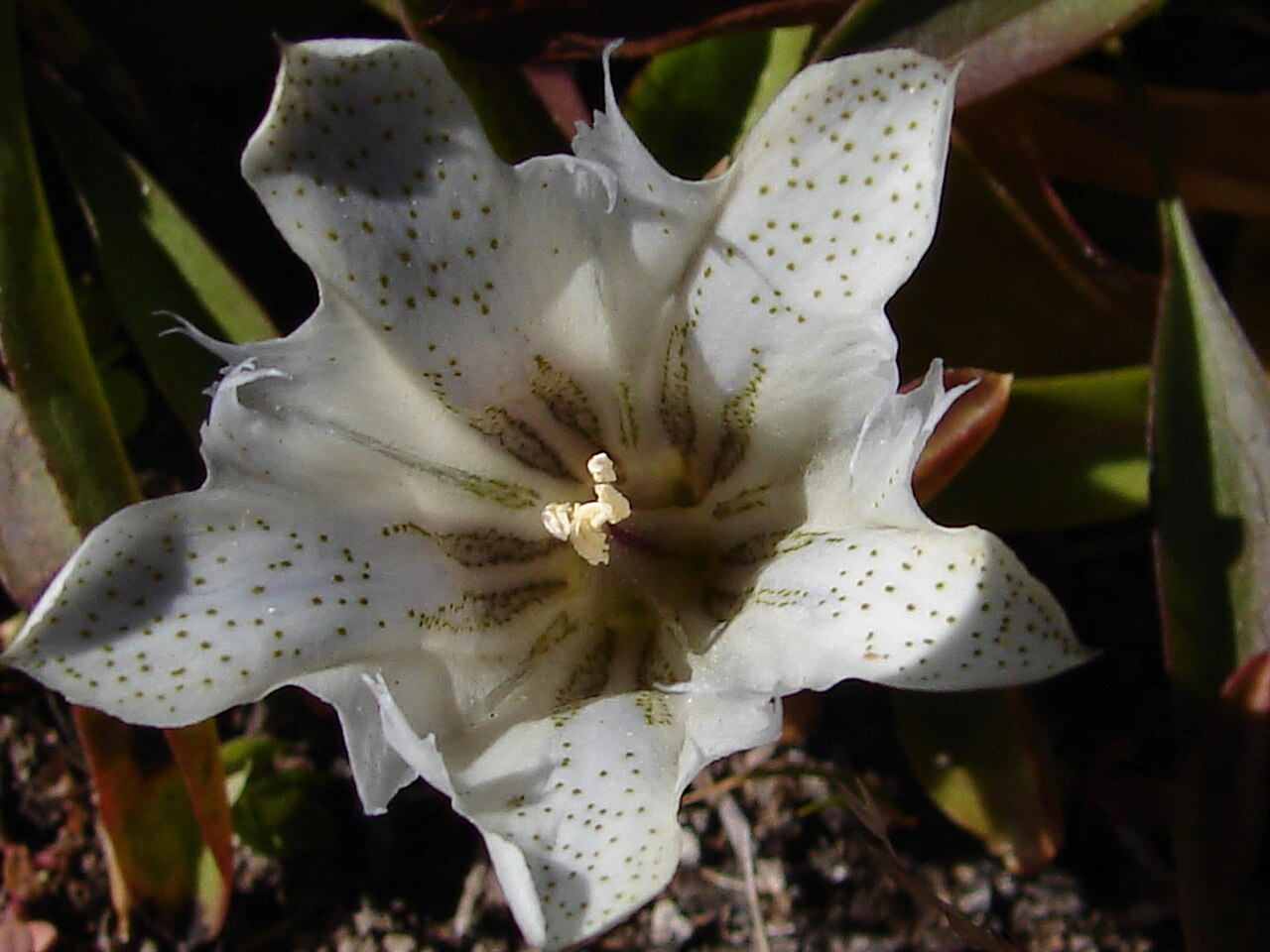 Gentiana newberryi