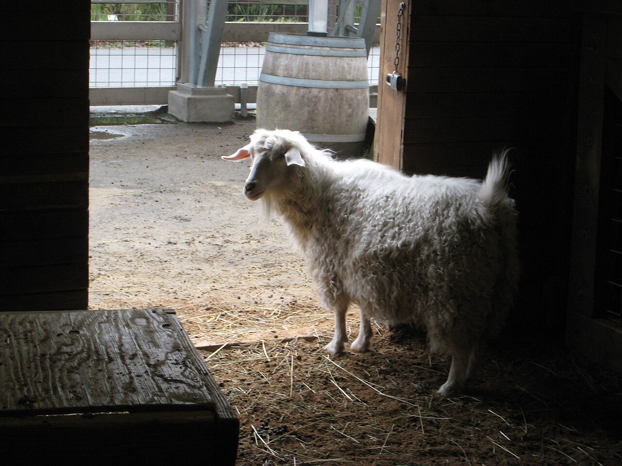 Pygora goat