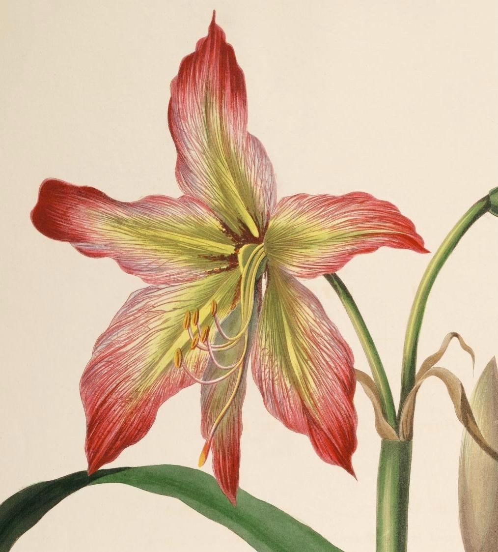 Hippeastrum psittacinum
