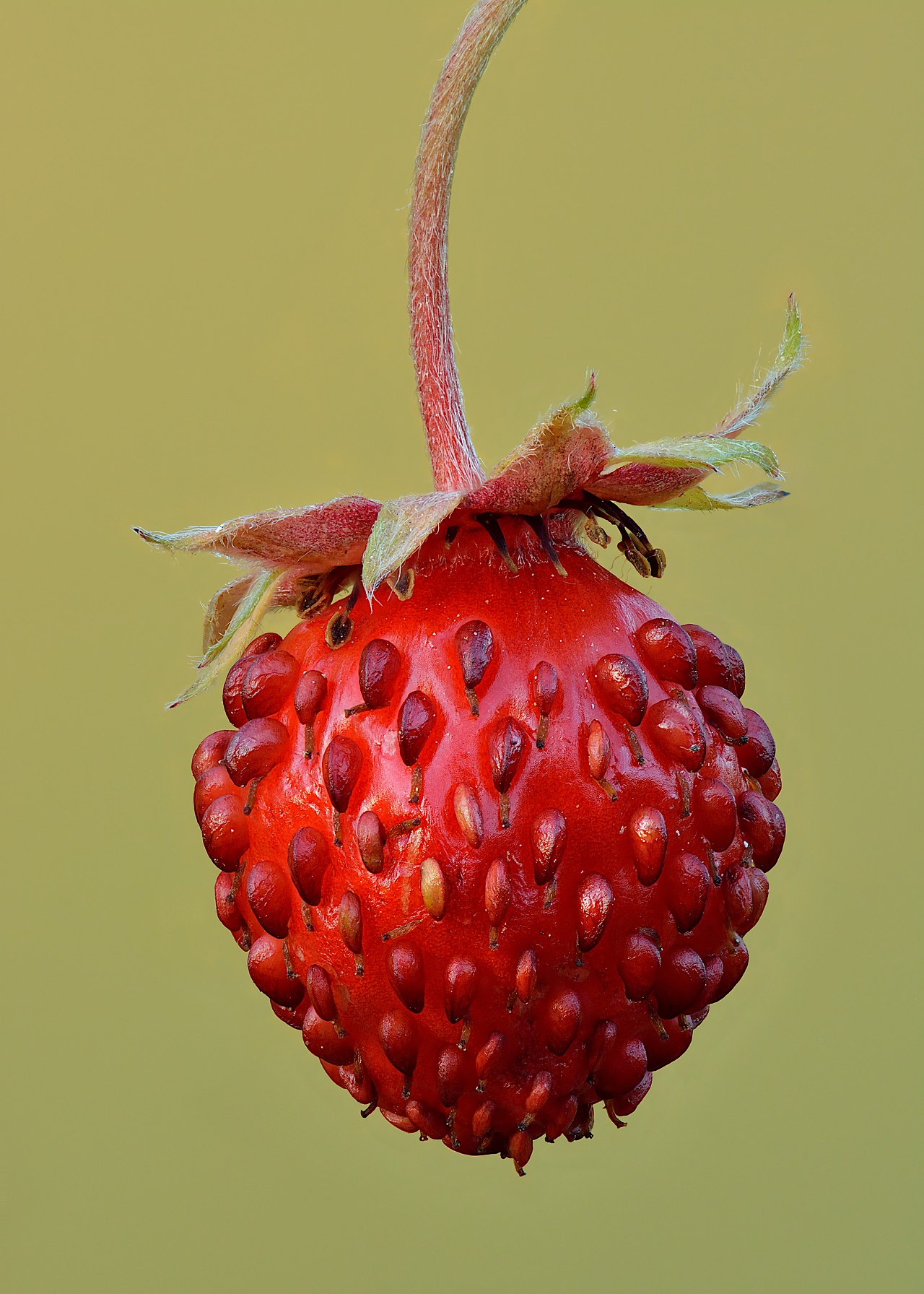 Fragaria vesca