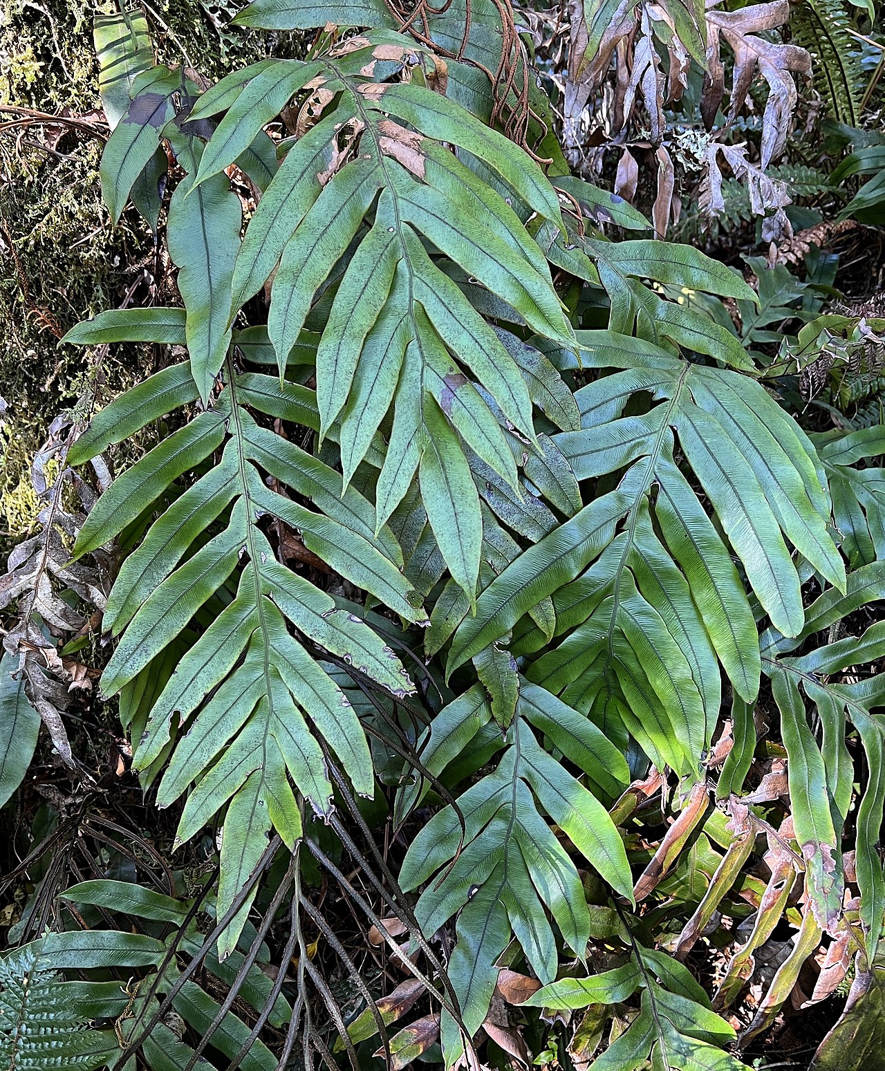 Blechnum colensoi