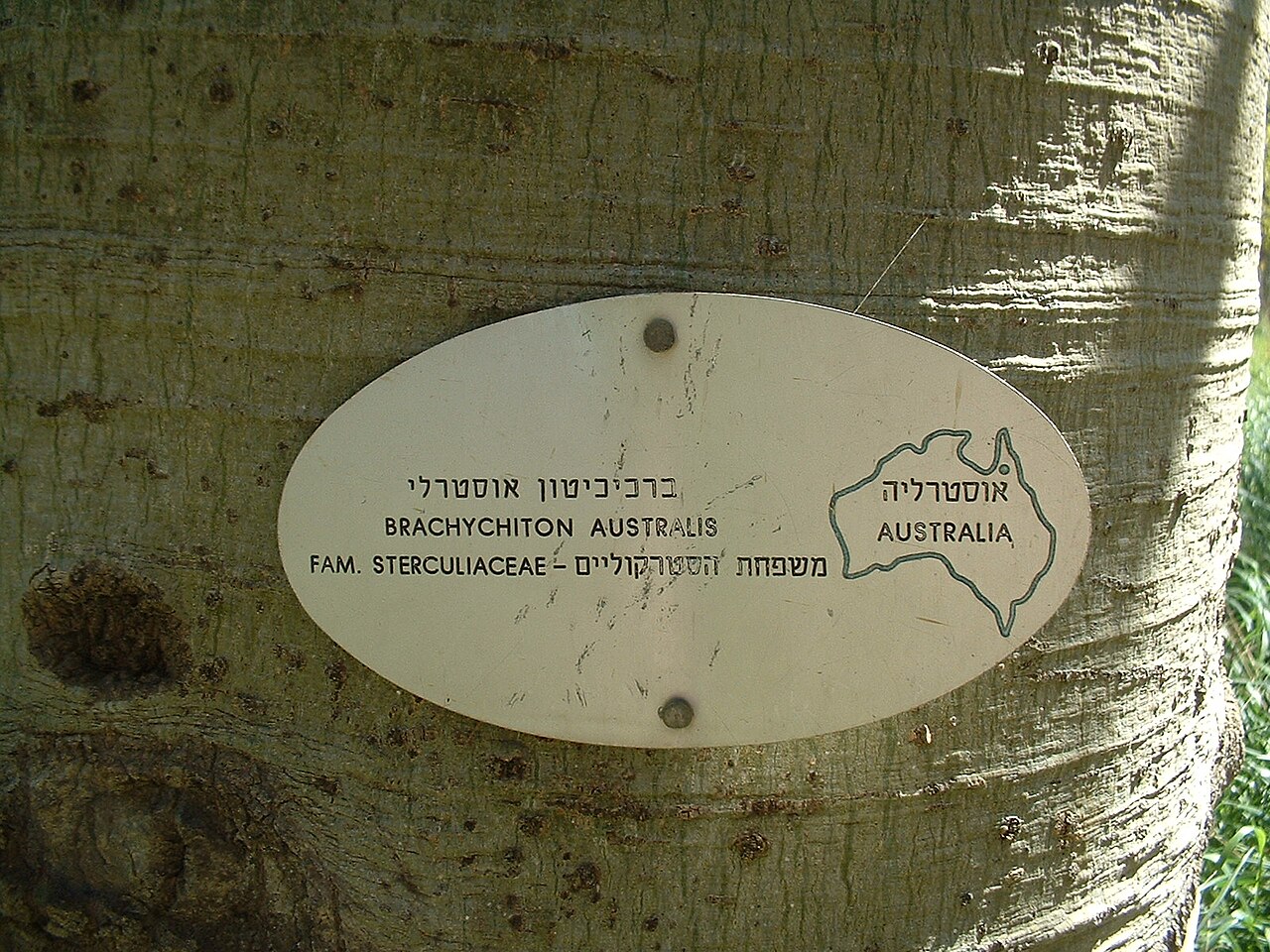 Brachychiton australis