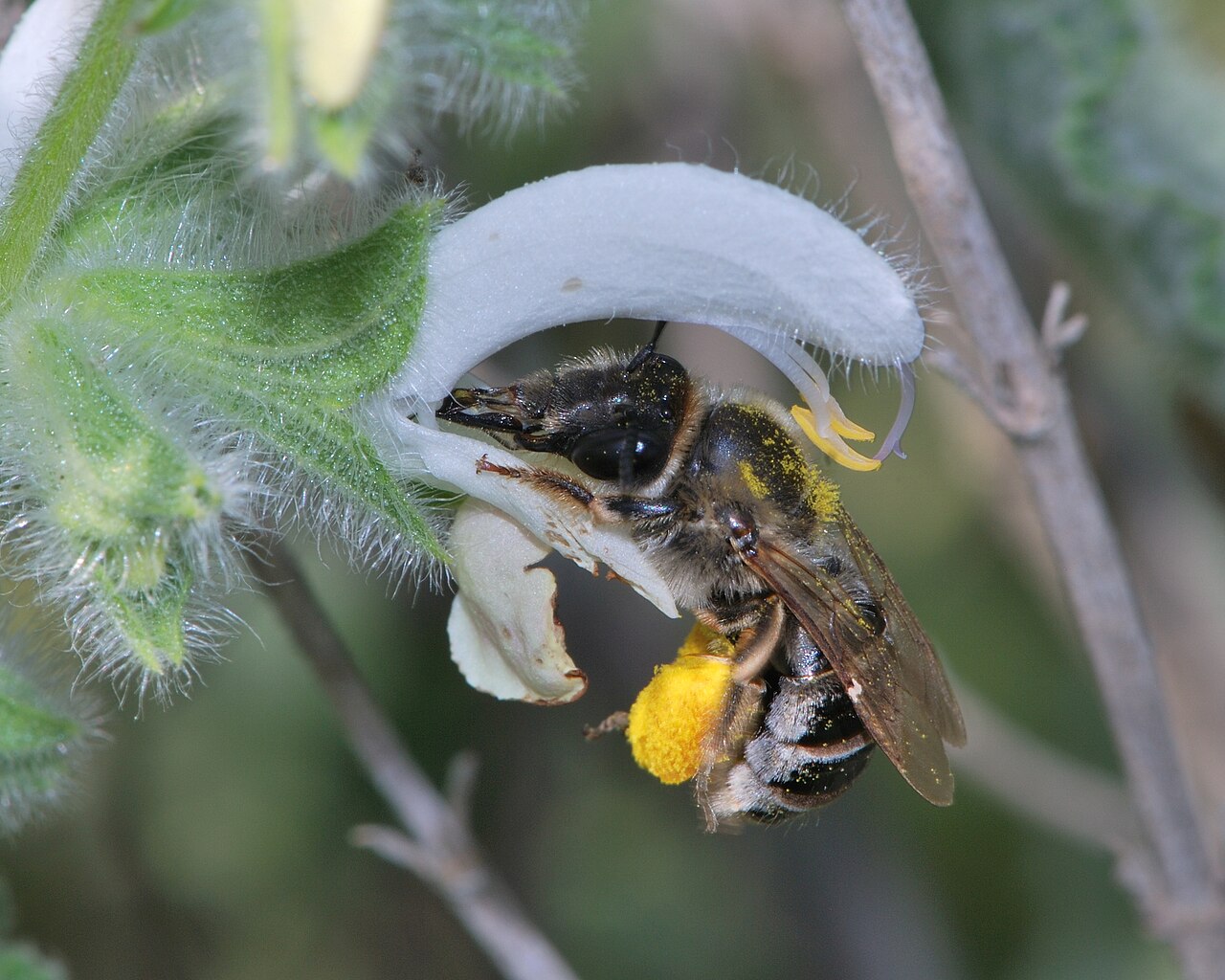 Salvia syriaca