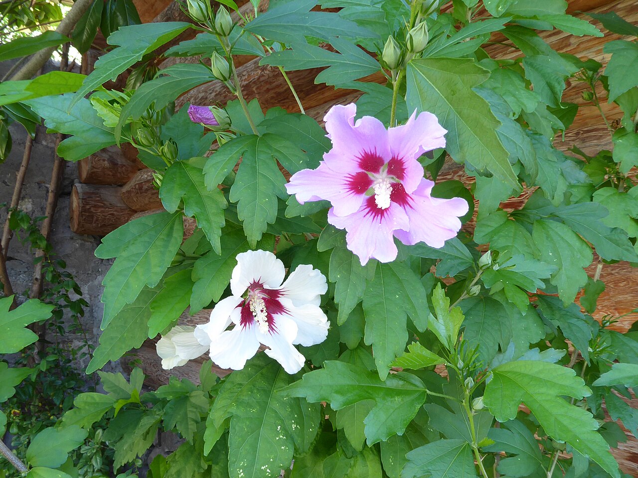 Hibiscus syriacus