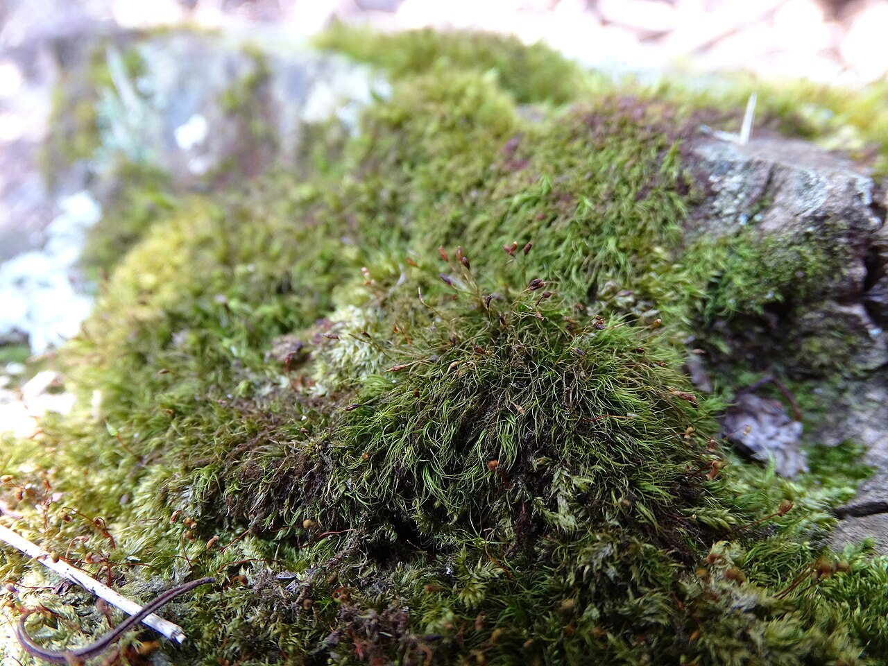 Ditrichum brachypodum
