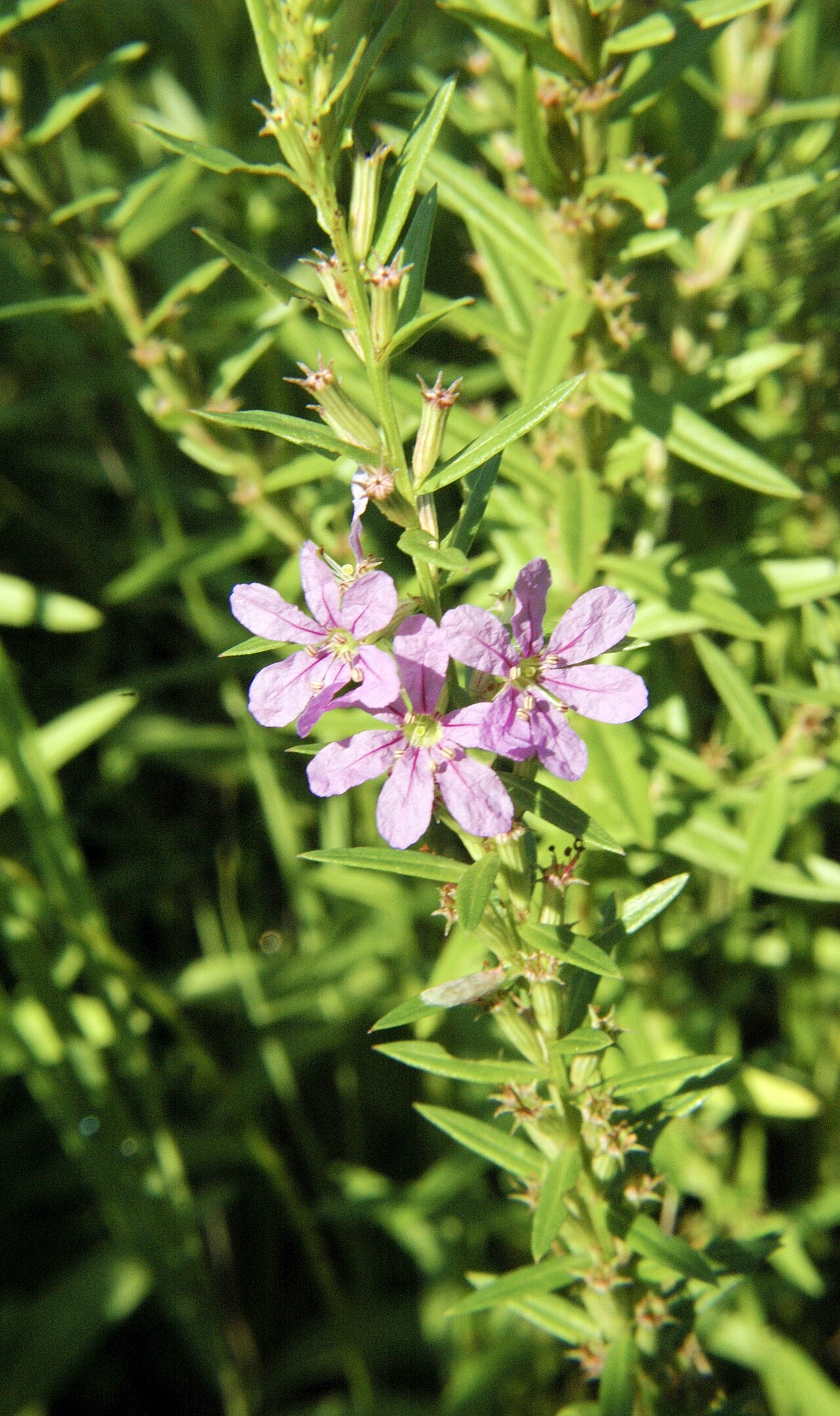 Lythrum alatum
