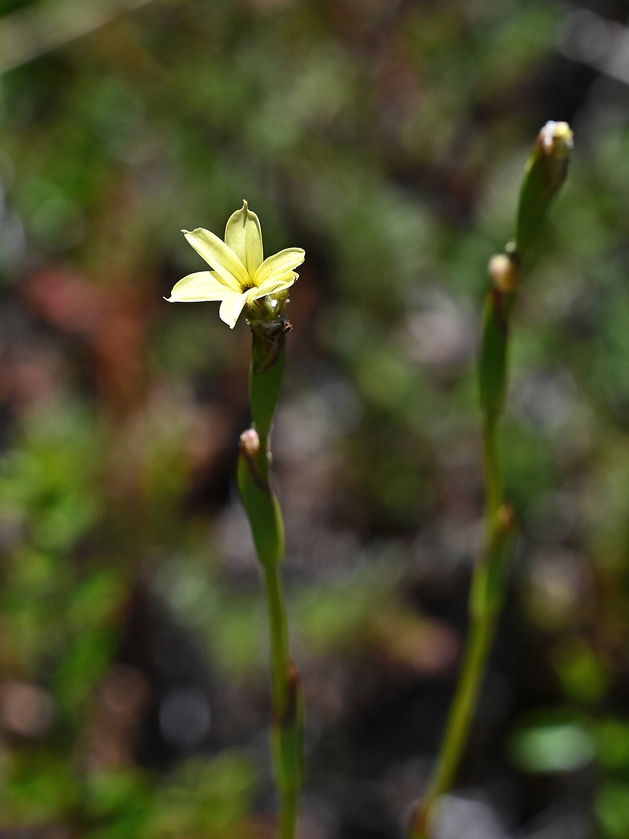 Sisyrinchium arenarium