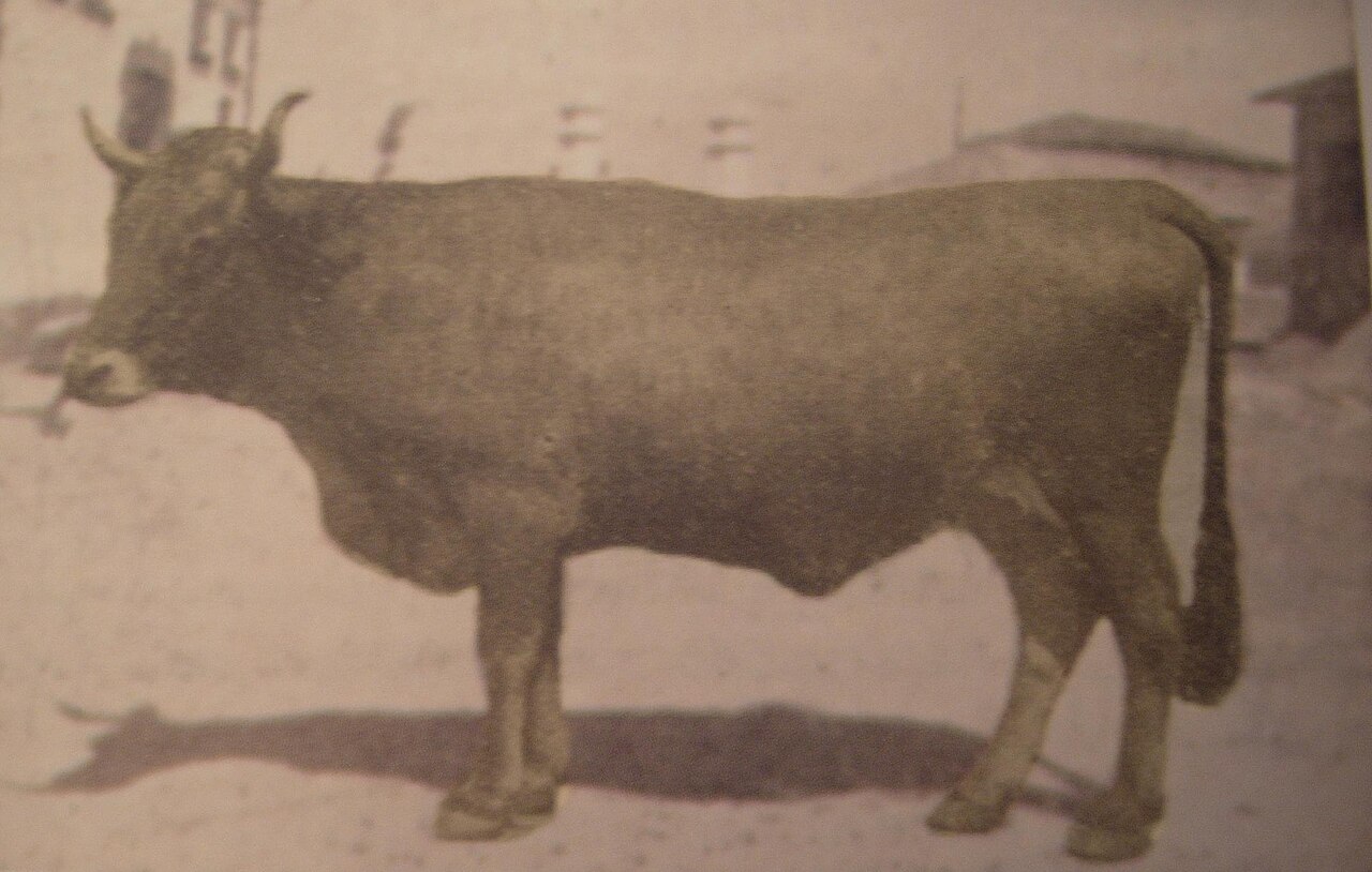 Mantequera leonesa