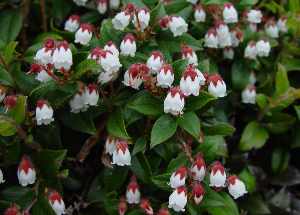 Gaultheria ovatifolia