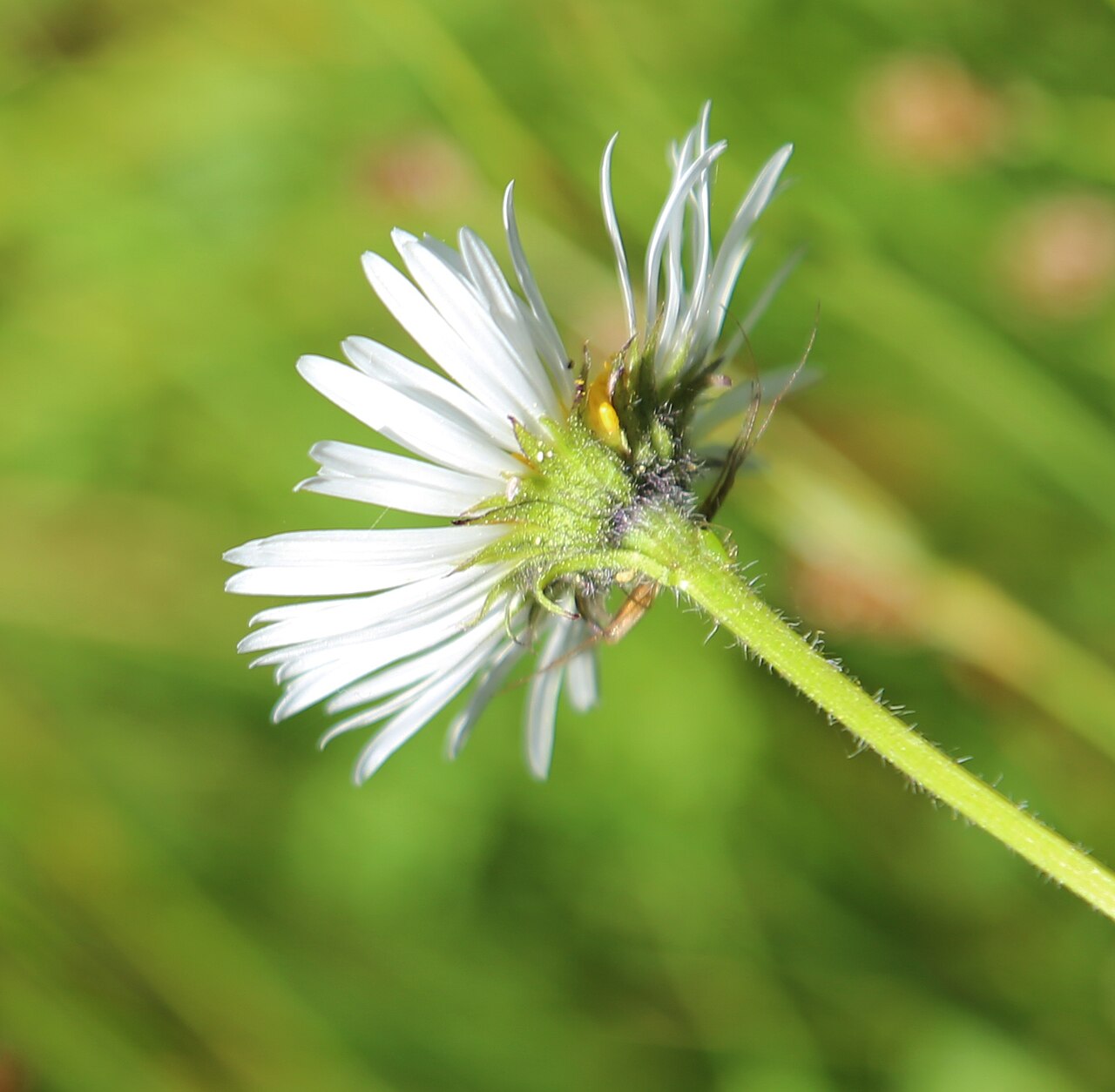 Erigeron coulteri