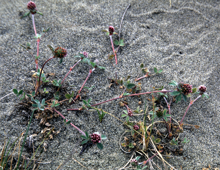 Trifolium macraei