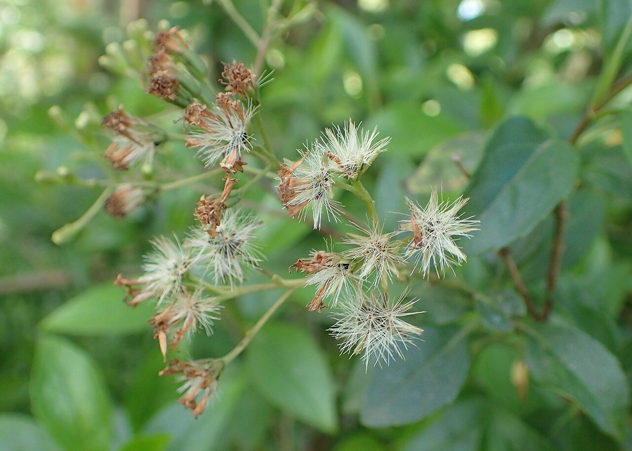 Ageratina ligustrina