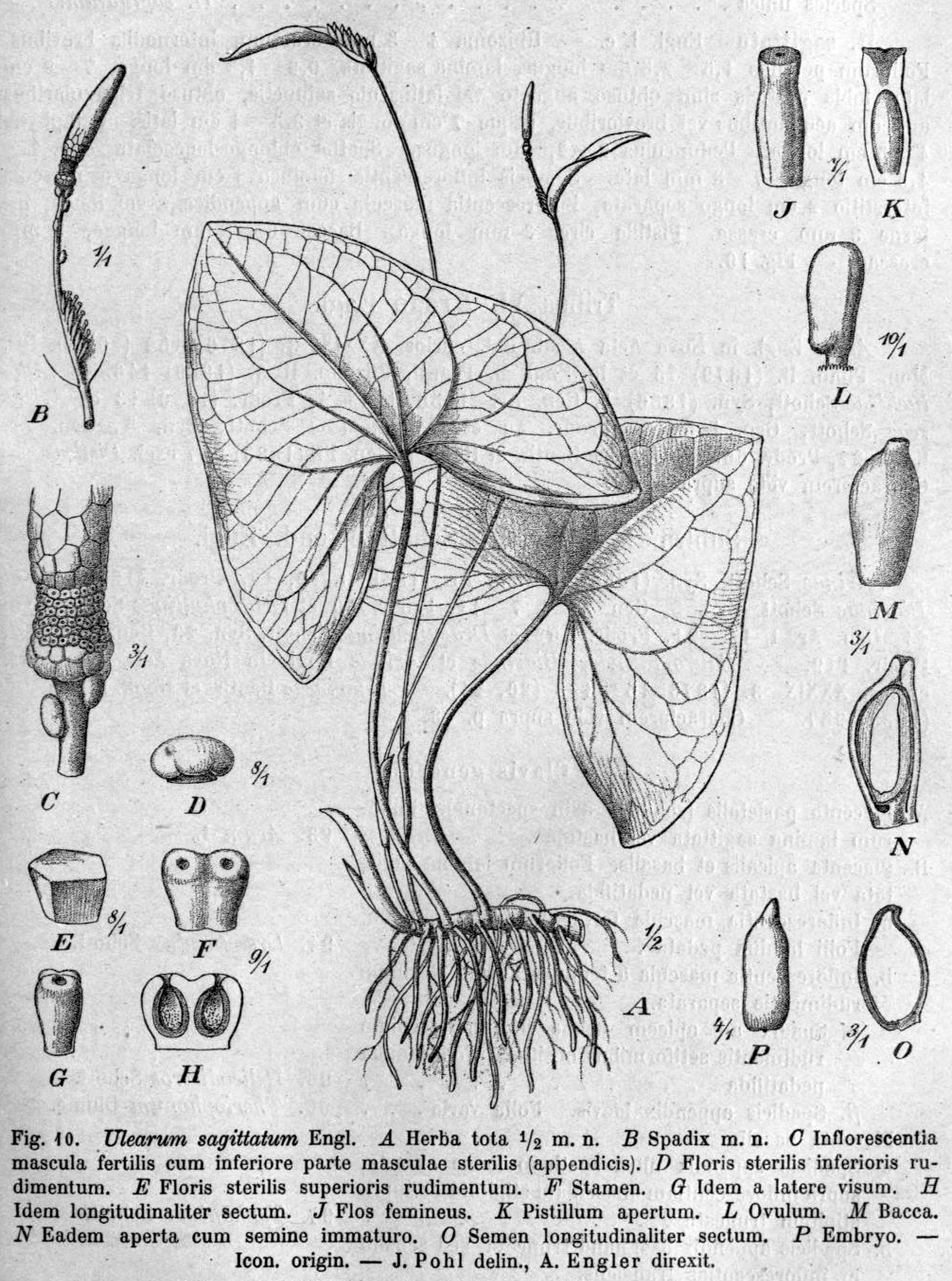 Ulearum sagittatum