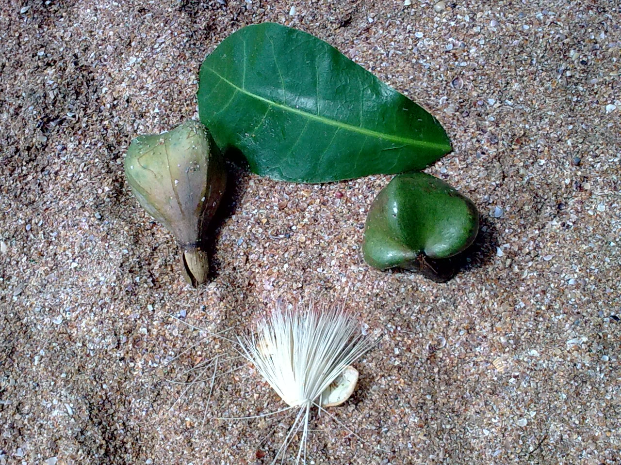 Barringtonia speciosa