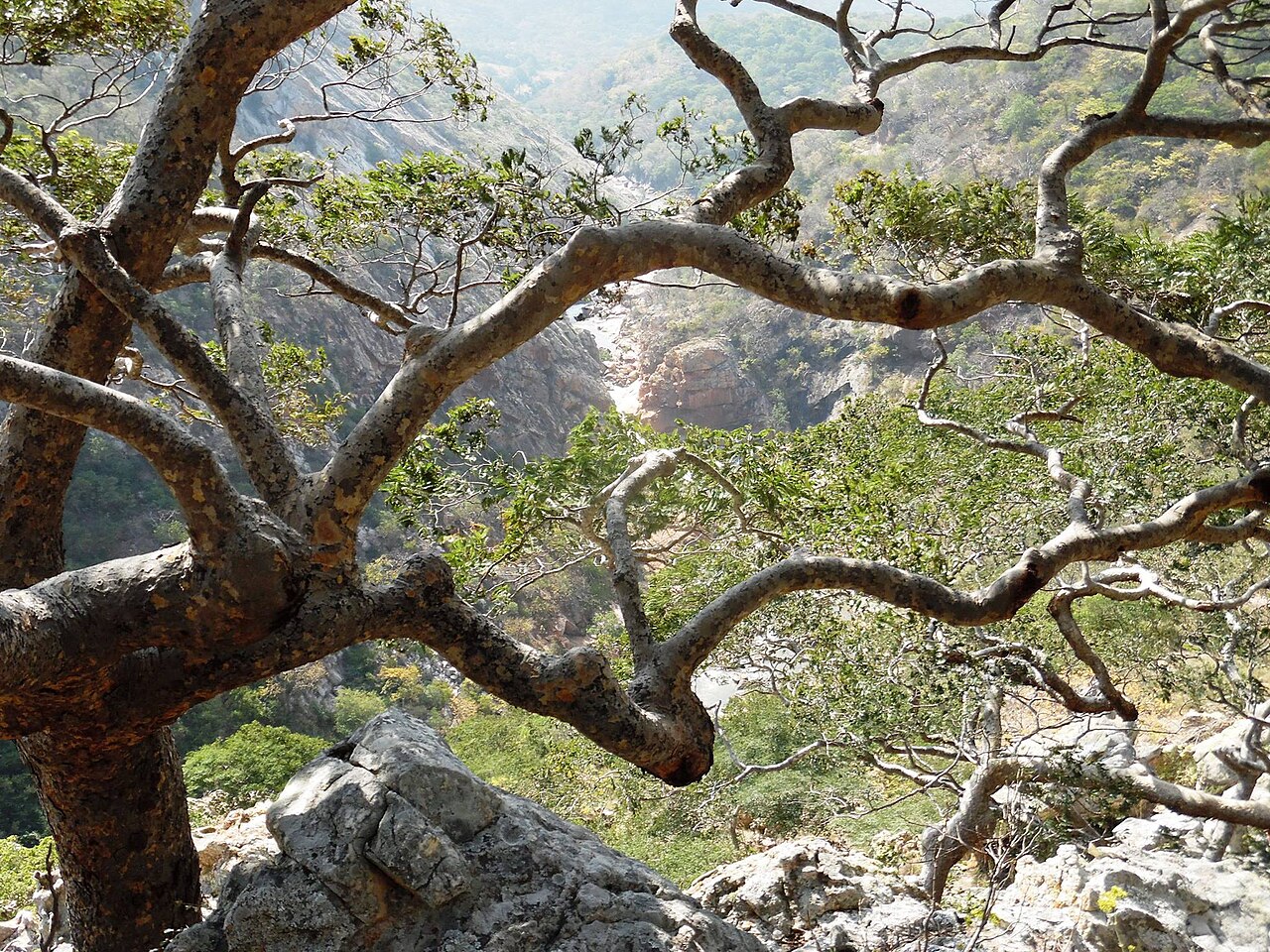Mu'unze and also as the mountain acacia