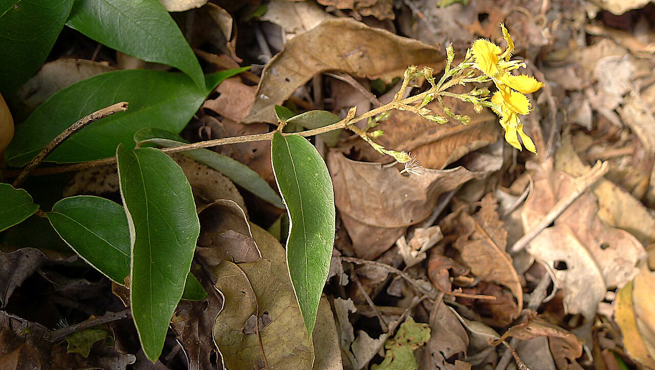 Janusia anisandra