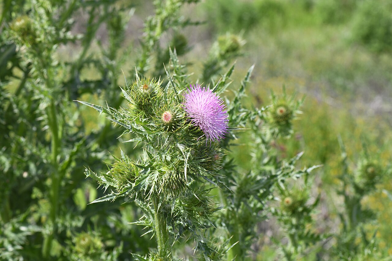 Cirsium crassicaule
