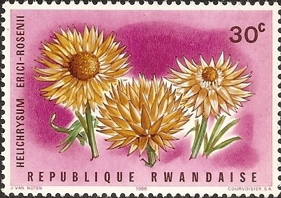Helichrysum newii