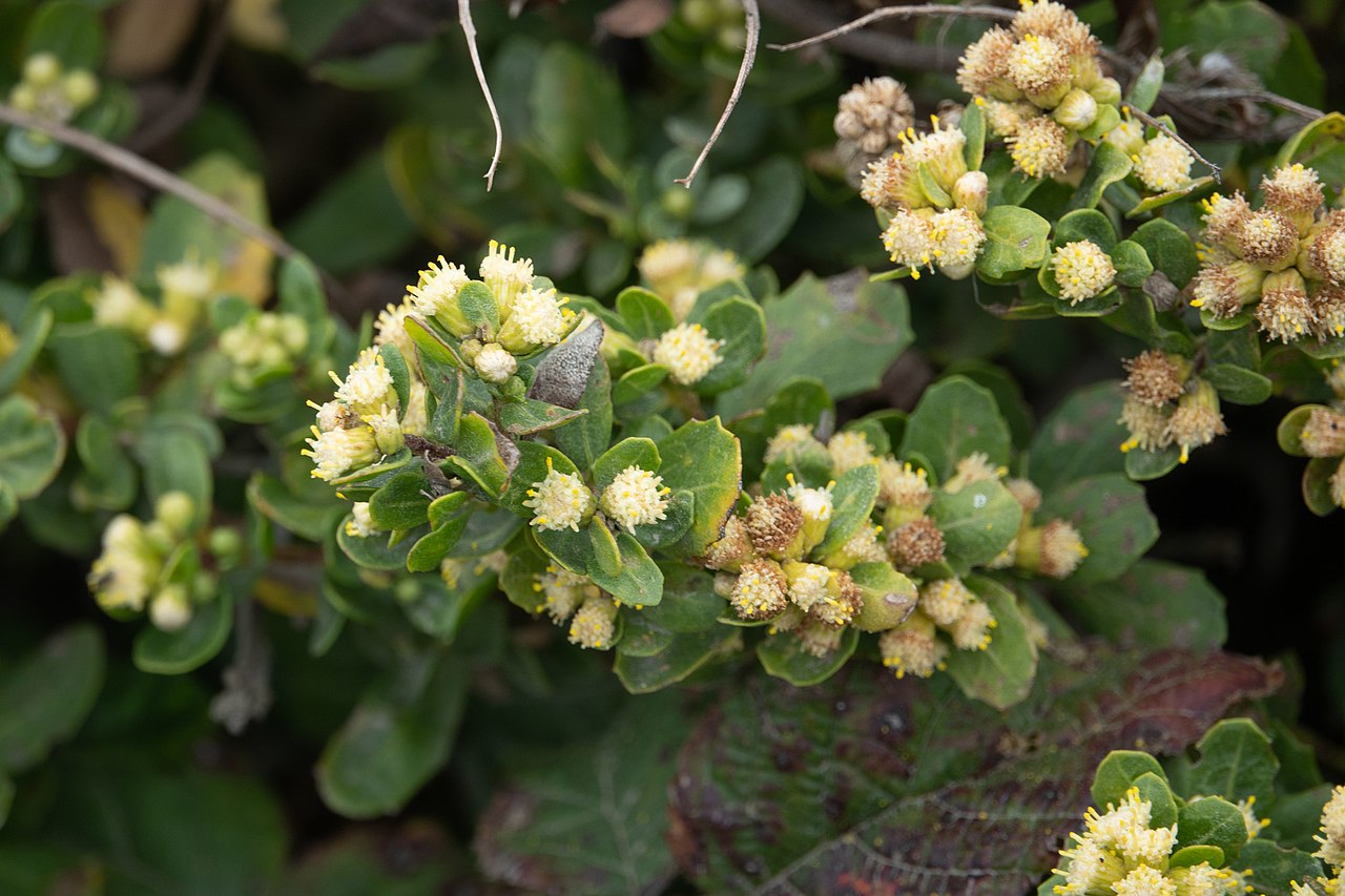 Baccharis pilularis
