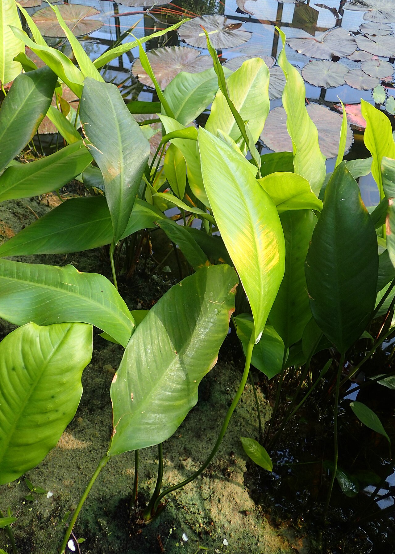 Anubias heterophylla