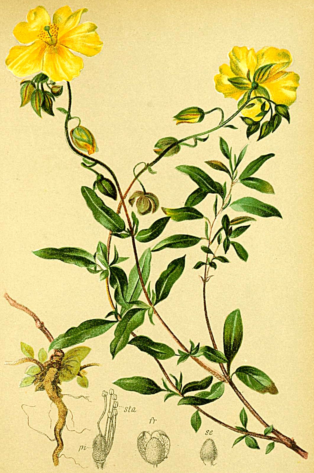 Helianthemum grandiflorum