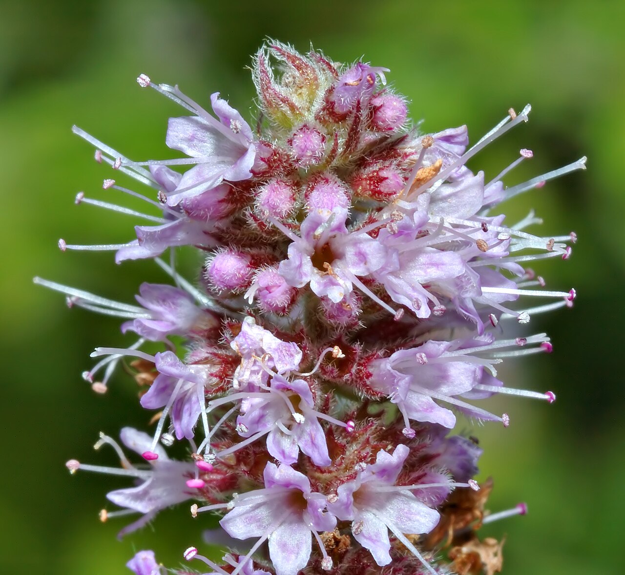 Mentha gattefossei