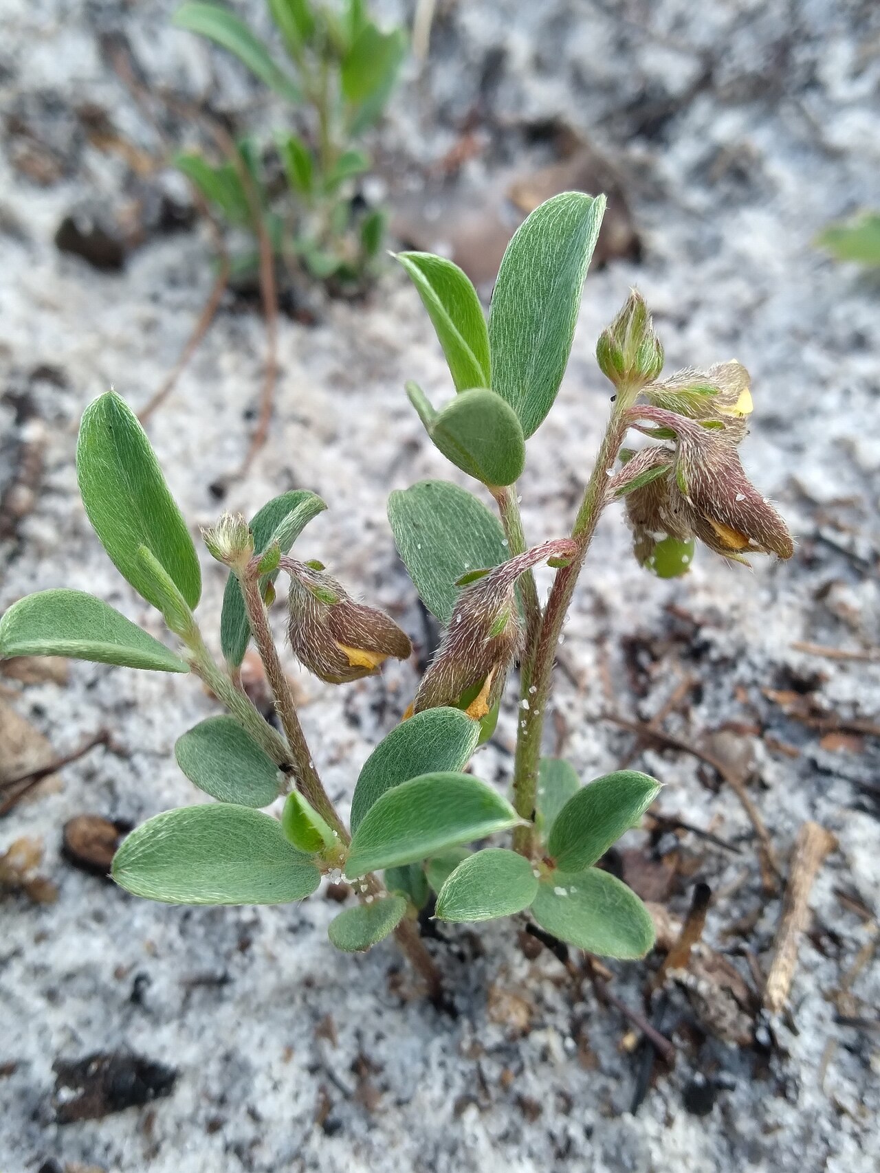 Crotalaria avonensis