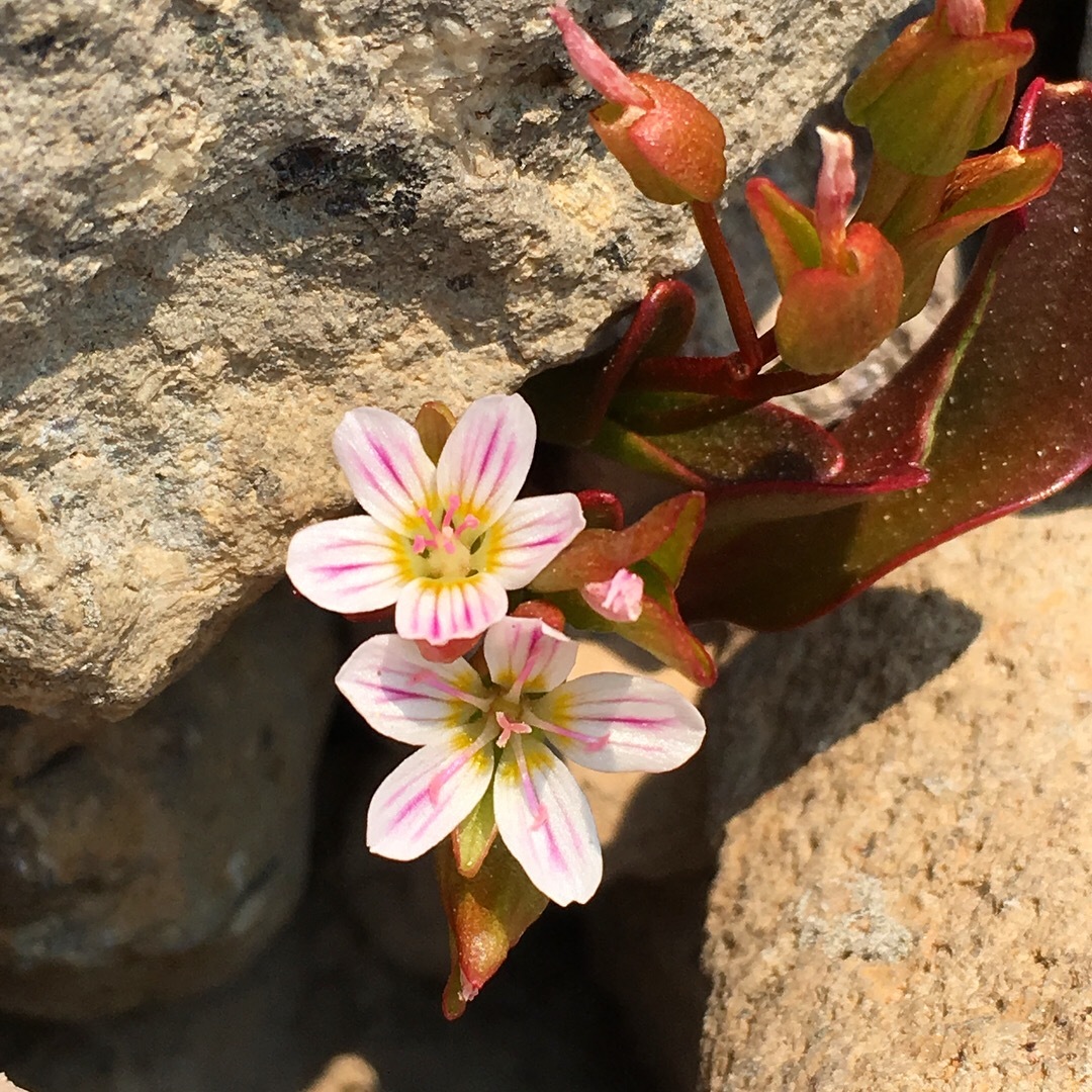 Claytonia nevadensis