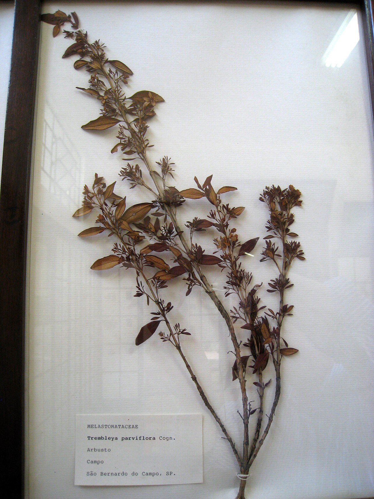 Microlicia parviflora