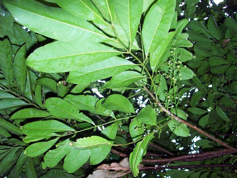 Cupaniopsis baileyana
