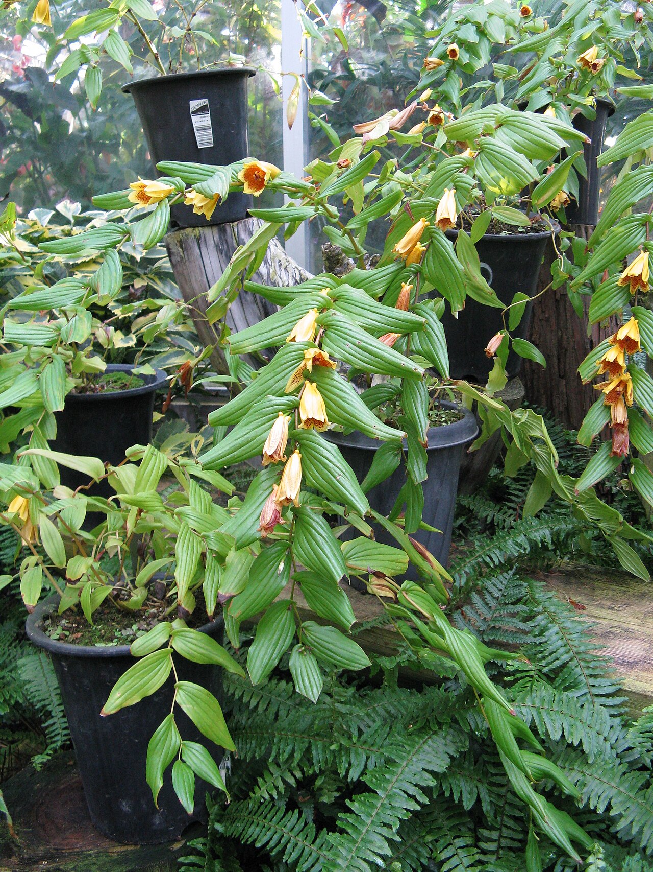 Tricyrtis macranthopsis