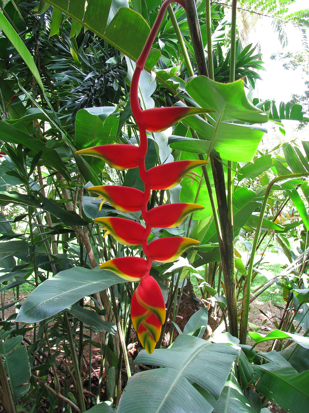 Heliconia rostrata