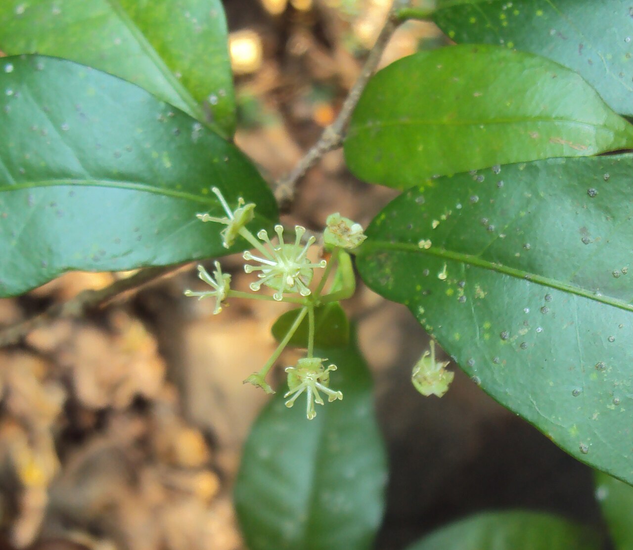 Blachia denudata