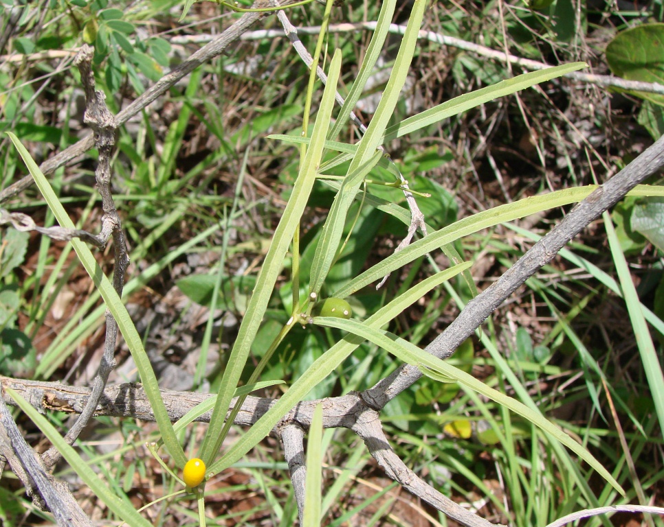 Cayaponia espelina