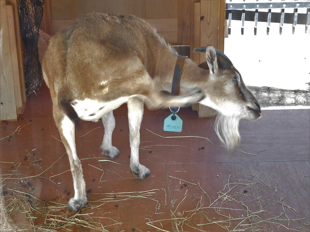 Tokara goat