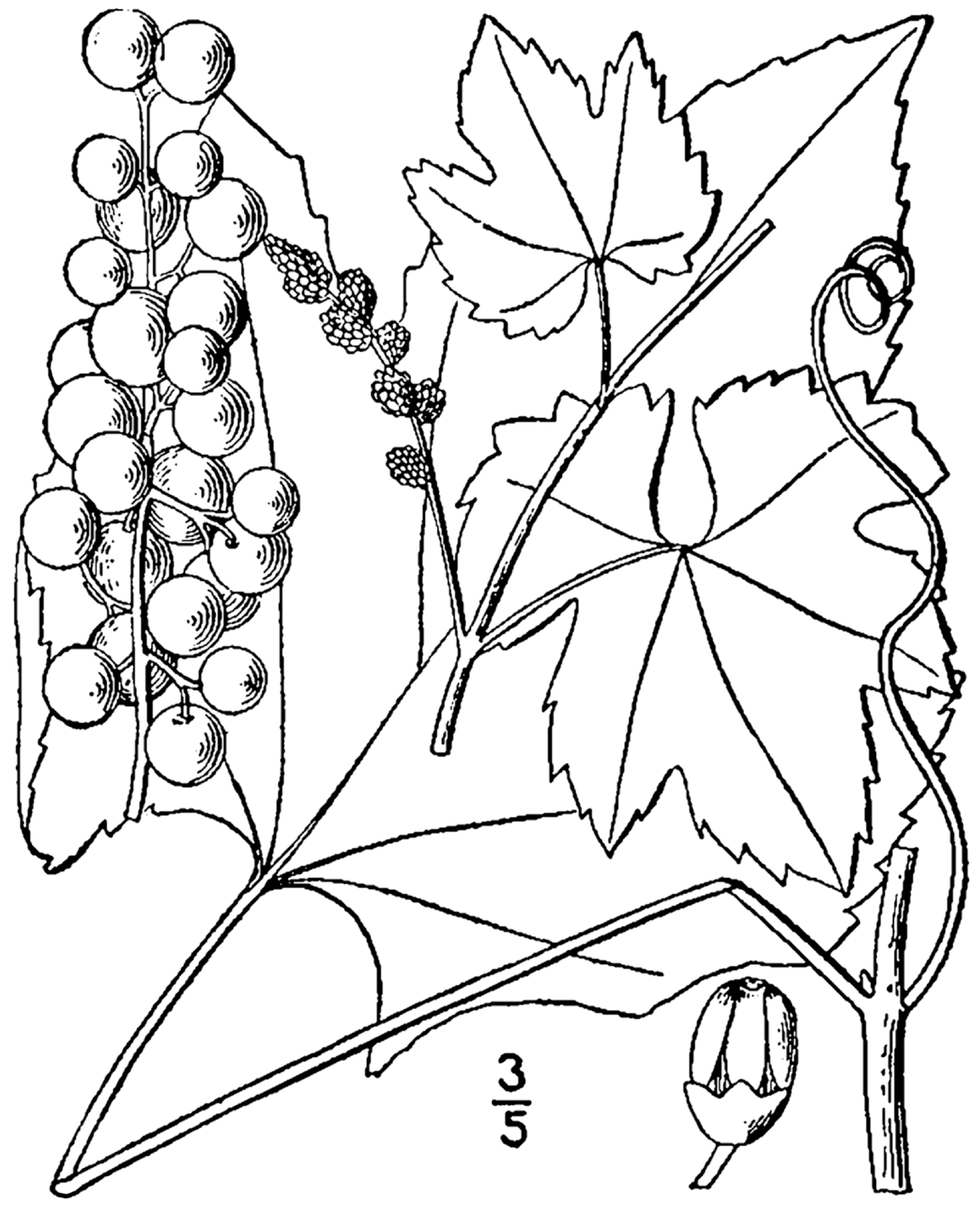Vitis aestivalis