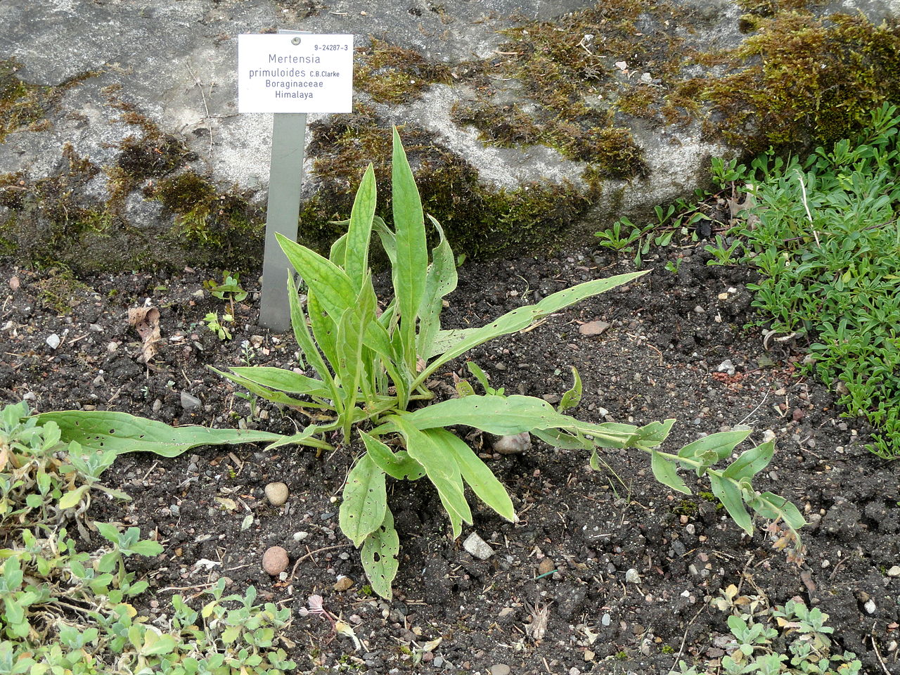 Decalepidanthus primuloides