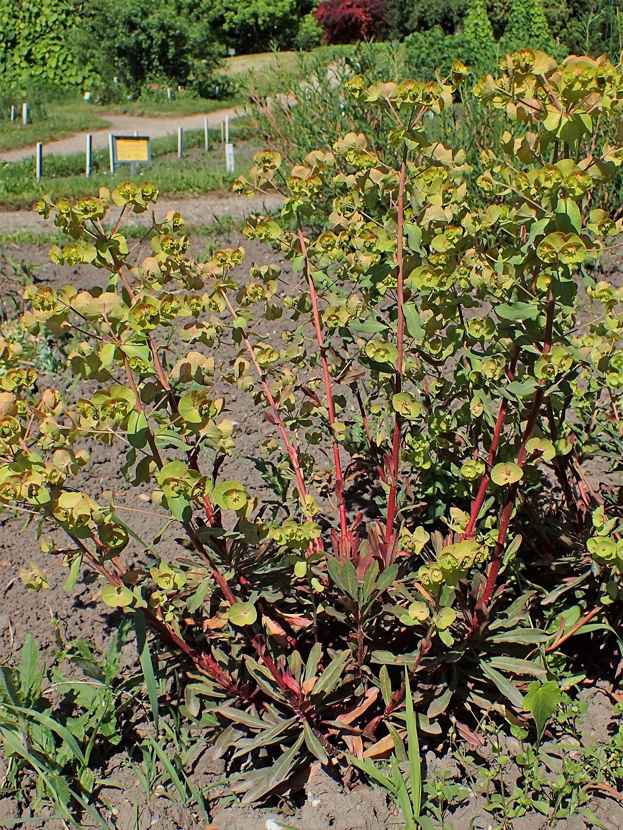 Euphorbia purpurea