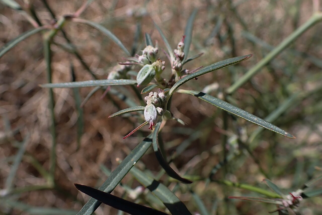 Euphorbia eriantha