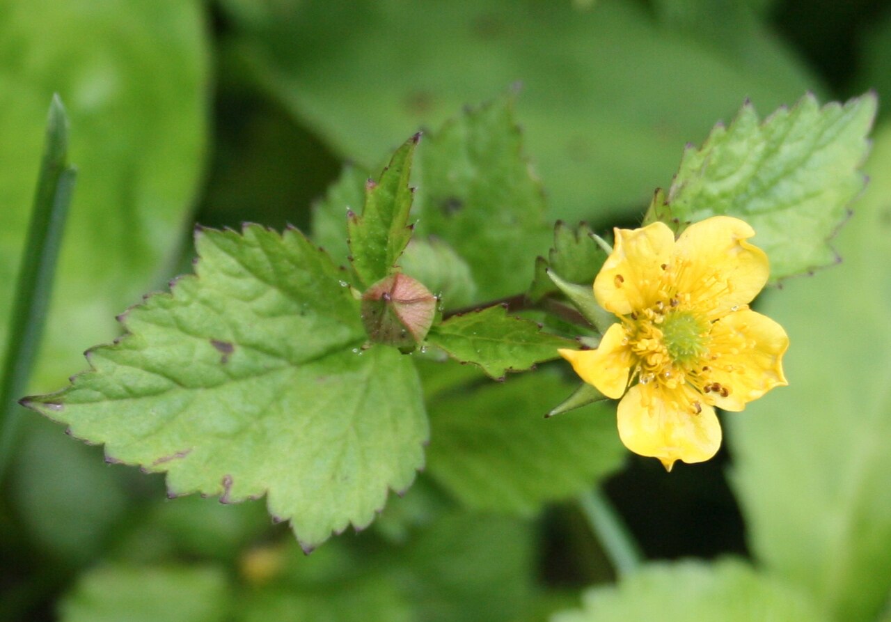 Geum japonicum