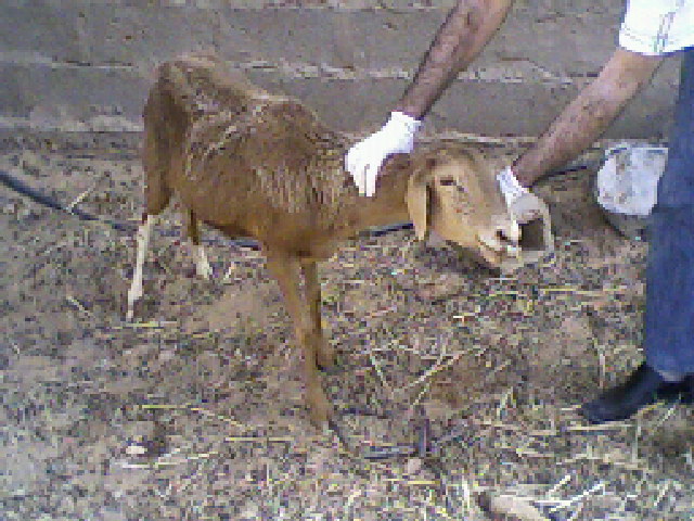 Sidaoun