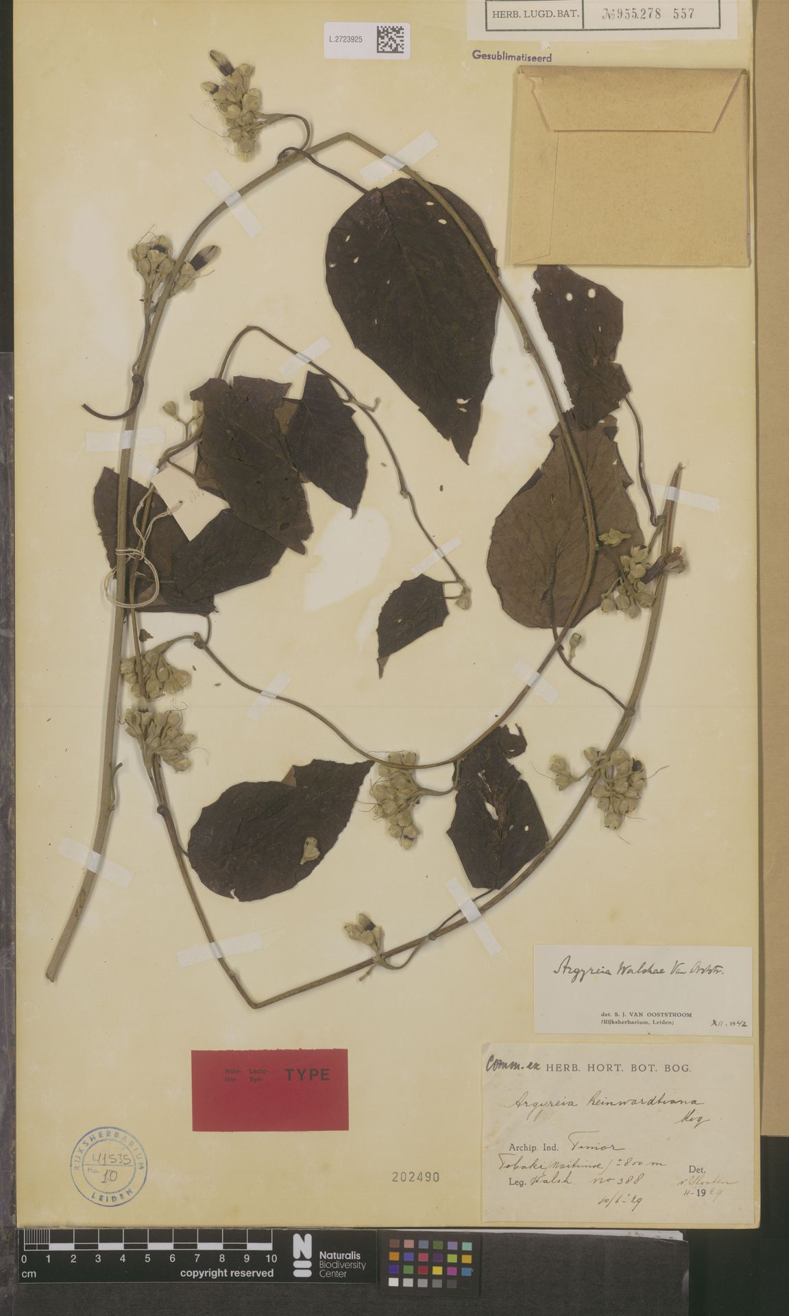 Argyreia walshae